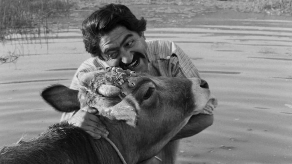 the cow - Menonton.id (3)